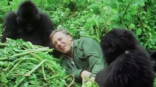 Attenborough Talks About His Famous Gorilla Encounter  Attenborough at 90  BBC Earth [upl. by Nemsaj268]