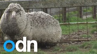 Worlds wooliest sheep found in Australia [upl. by Oswal]