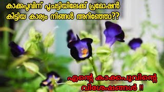 kakkapoovu plant care and propogation tips Malayalam  കാക്കപ്പൂവ് [upl. by Vladamir16]