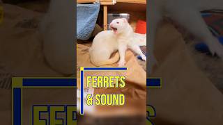 Stimulating Sounds for Ferrets [upl. by Noram]