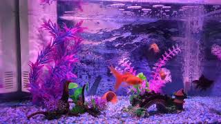 Goldfish swimming in an aquarium [upl. by Javler204]