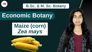 Economic Botany  Maize corn  Zea mays  B Sc amp M Sc [upl. by Netsrejk272]