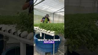 Aprende hidroponia paso a paso cultivarencasa cultivaencasa plantas jardin cultivohidroponico [upl. by Nwadahs]