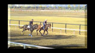 Horses of Rancho Paseana [upl. by Gerek646]