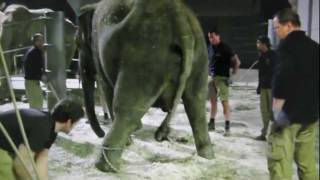 Baby elephant born  Munich Zoo Hellabrunn 652011  Elefantengeburt in München [upl. by Elbag389]