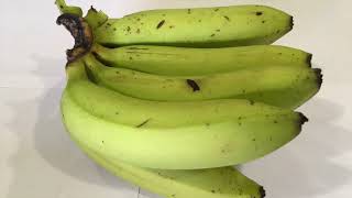 Dwarf Cavendish Banana Plant Harvest How to grow and harvest Bananas [upl. by Anotal]