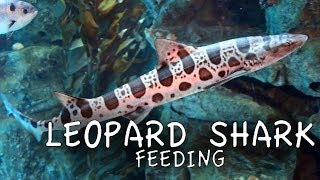 Leopard Shark Feeding [upl. by Ennagem]