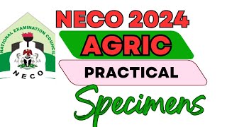 NECO 2024 AGRIC PRACTICAL HIGHLIGHT [upl. by Alit]