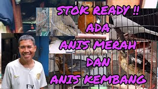 STOK READY  Ada anis merahanis kembangkenari lokal dll harga gopis dan berkualitas [upl. by Lemrahc694]