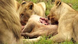 Löwen am Fressen  Lions eating a warthog [upl. by Terraj]