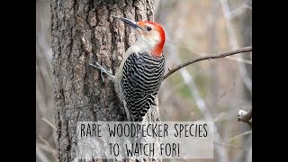 Some Rare Species of Woodpeckers and How to Identify Them [upl. by Larsen]