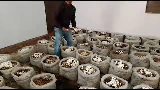 button mushroom cultivation [upl. by Silva]