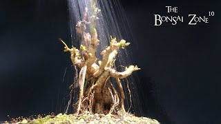 Getting My Umbrella Trees Ready For Spring The Bonsai Zone May 2023 [upl. by Mahan]