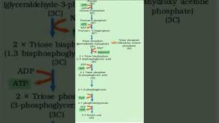 Glycolysis in 1 minute  Respiration in Plants  EMP Pathway [upl. by Aven]