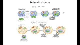 endosymbiosis theory [upl. by Schulein]