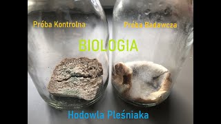 Biologia  Metoda Naukowa  Hodowla Pleśniaka [upl. by Ezar]