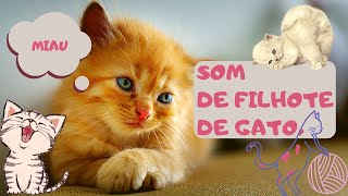 Som de filhote de gato [upl. by Wilber118]