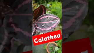 Calathea 💯🤪 Calathea Plant 💐 Indoor Plant shorts plants 🪴 UralOrchid 🎯 [upl. by Merriott484]