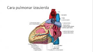 TALLER DE ANATOMÍA CORAZÓN CONFIGURACIÓN EXTERNA [upl. by Aerdnaed]