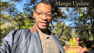 Mango Seed Propagation UPDATE short [upl. by Albin]