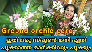 Ground orchid flowering tips  Spathoglottis Plicata  Gardening Malayalam  shilpazz thattikootu [upl. by Laux]