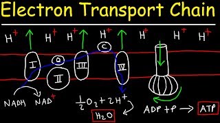 Electron Transport Chain  ATP Synthase Chemiosmosis amp Oxidative Phosphorylation [upl. by Sanferd]