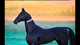 Top 5 The Most Expensive Horses In The World Rich Horse Racing Champion [upl. by Anyrak]