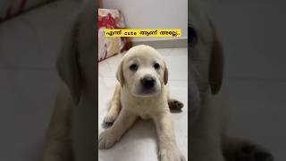 എന്ത് രസമാ കണ്ട് ഇരിക്കാൻ 💕😍 puppy puppylife puppydog puppyvideos love cutepuppy tamil fyp [upl. by Vivia]