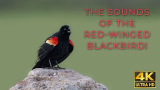 Red Winged Blackbird Song and Calls  Sounds of Nature  Shot on Nikon Z9 in 4K [upl. by Norrahc]