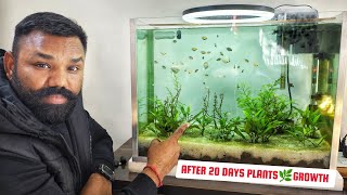 PLANTS🌿 GROWTH AFTER 20 DAYS OF MY PLANTED AQUARIUM  PLANTED AQUARIUM  fishaquarium plantedtank [upl. by Burne]