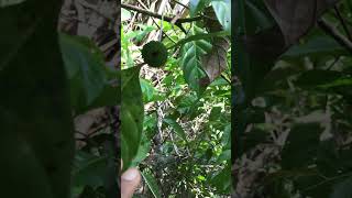 MARMELADA DO MATO CORDIERA MACROPHYLLA shortsvideos coisasdointeriordotocantins [upl. by Darrey]