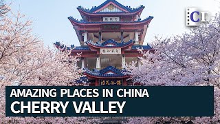 The Most Beautiful Cherry Blossom  Amazing Places in China [upl. by Eeclehc]