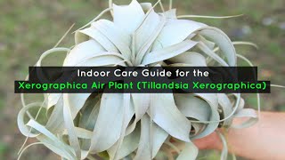 Indoor Care Guide for the Xerographica Air Plant Tillandsia Xerographica [upl. by Wachtel]