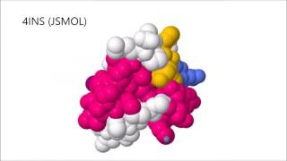 Insulin From Bacteria To You [upl. by Alyakem280]