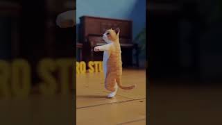 Cute cat dance amezing [upl. by Ber922]