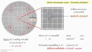 การใช้ haemacytometer นับจำนวนจุลินทรีย์ [upl. by Betti343]