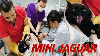 BELALI KEDİ CEMİL Minik Bir Jaguardan Farksız menalcicek TheVet [upl. by Heim]