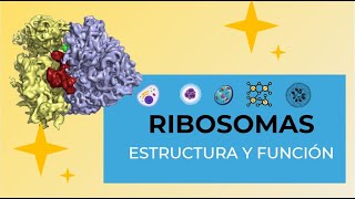 Los Ribosomas [upl. by Yesteb]