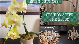 grow orchids from stem cuttings after the bloom bloomspike [upl. by Rehtaef]