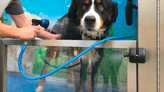 Le Dogwash  Lavage pour chien en libreservice [upl. by Atsejam]