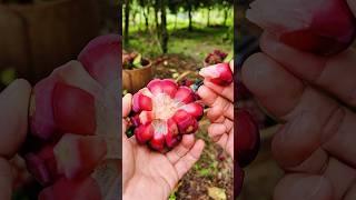 Beautiful Fruit Cutting The Satisfying real fruit shorts fruitcutting [upl. by Pearl]