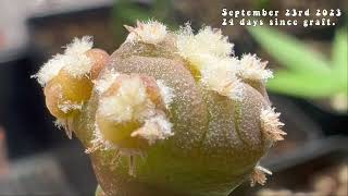 Micro grafting Peyote UPDATE EP4 An update on the Lophophora Williamsii seed series [upl. by Lawson408]