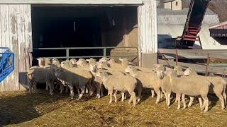 Kalona Special Bred Ewe Sale 12223  MampM Miller Farm Consignment [upl. by Ymia300]