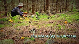 Chanterelle mushrooms for beginners  เก็บเห็ดเหลือง เห็ดมันปู [upl. by Arihsaj]