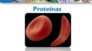 Curso de Bioquimica Proteinas [upl. by Irt]