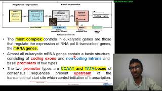 21 Cell biology  Control of Gene expression in Eukaryotes شرح بالعربي [upl. by Ymmaj]