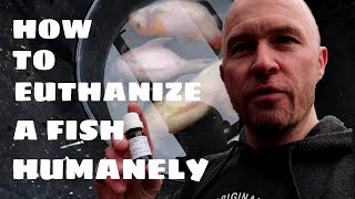 How To Euthanize A Fish Humanely Using Clove Oil [upl. by Hsemar]