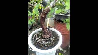 Bonsai asam Jawa Tamarindus indica [upl. by Akihsat199]