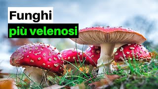 7 FUNGHI PIÙ VELENOSI dItalia e non solo [upl. by Bruner]