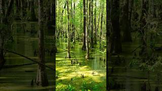 Palustrine Wetlands of South Carolina photography landscape nature wetlands swamp green [upl. by Danika]